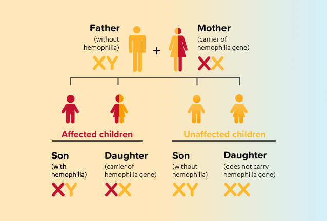 HEREDITARY CHANCE OF HEMOPHILIA CHART